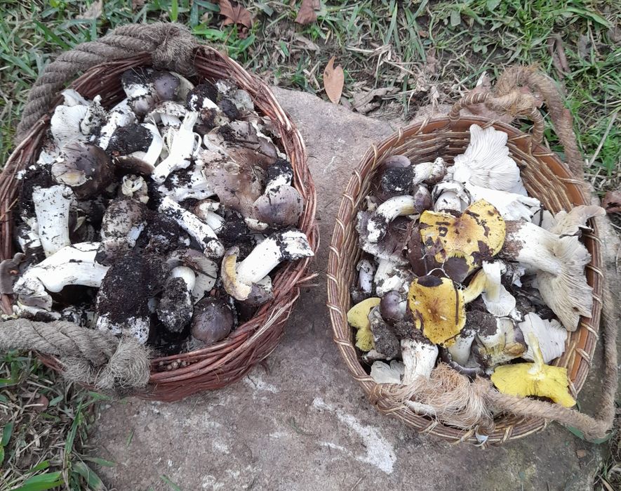 Frutas e legumes da época; Tangerinas, chuchu, abóbora menina e...