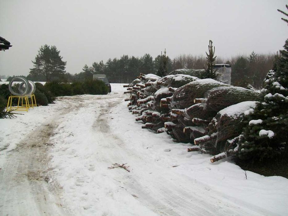 Plantacja Choinek Świerk Srebrny Cięty 200-250cm