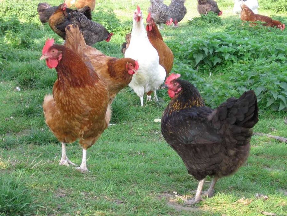 Młode kury z Bystrzycy Dolnej