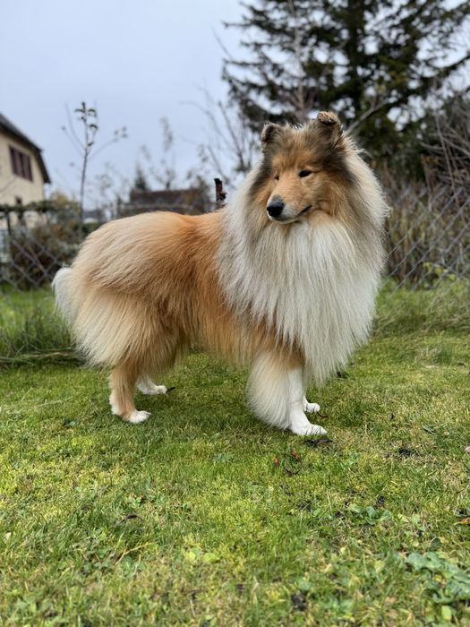 Owczarek szkocki collie FCI