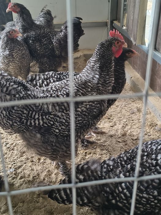 Vendo galo malines