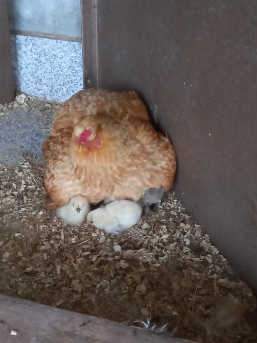 Casais de garnisas, sedosas do Japão