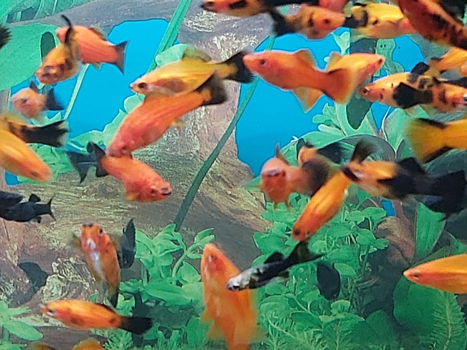 Młode rybki Molinezje Mieczyki.