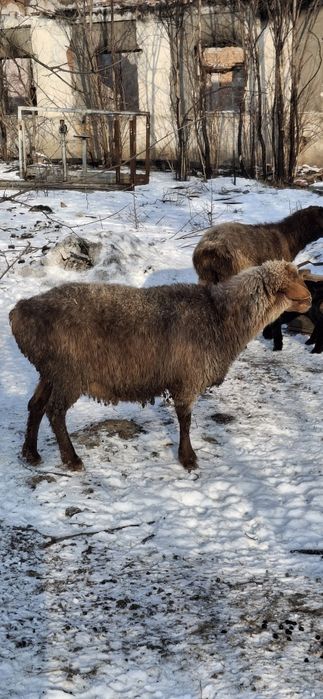 Продажа овець гісарів