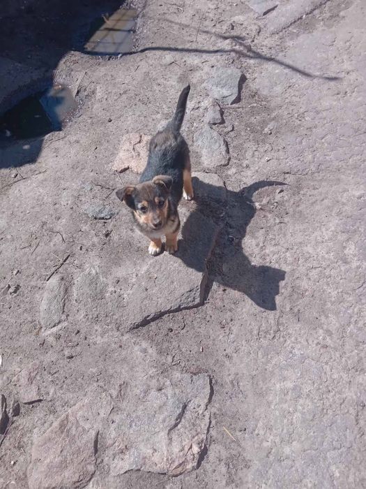 Віддам безкоштовно охраніцу дзвінок маленького росту
