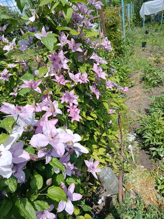 Клематис Hagley Hybrids