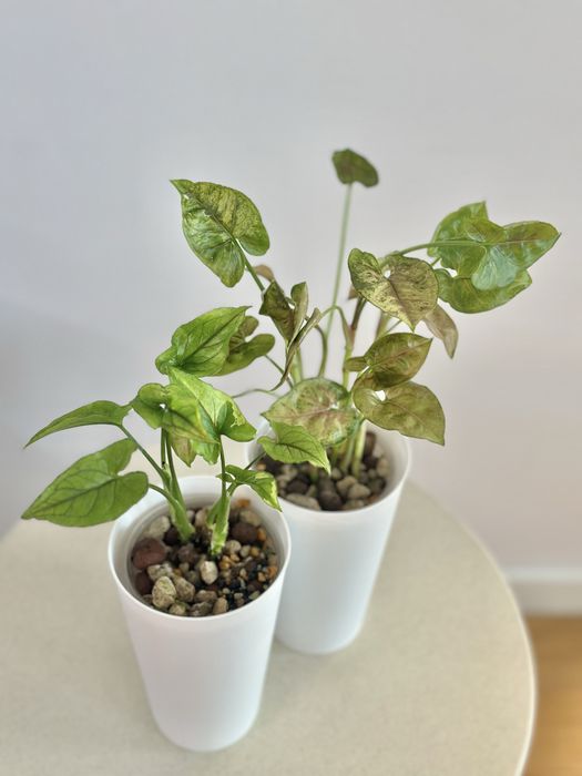 Syngonium Matcha i Eclipse PROMOCJA