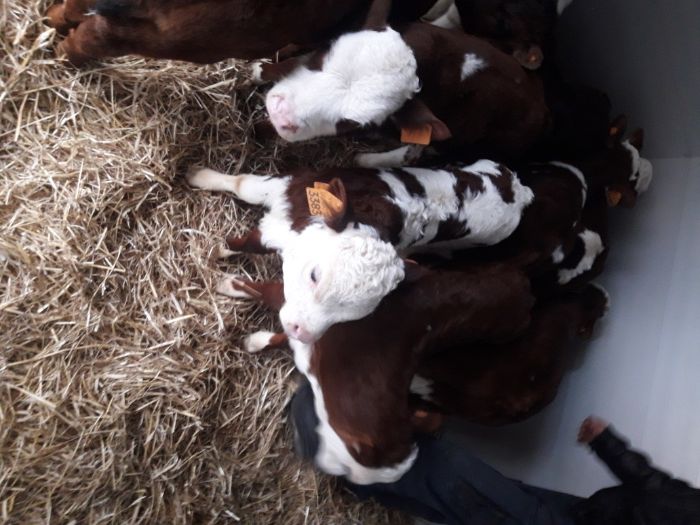 Byczki i Jałówki JEDWABNE polskie