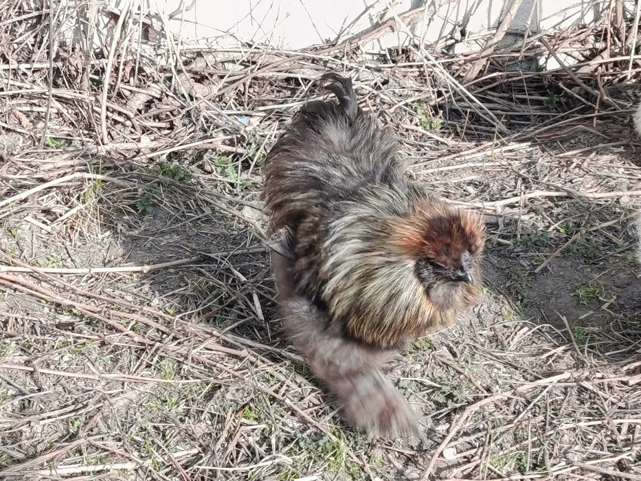 Kogut silki jurny