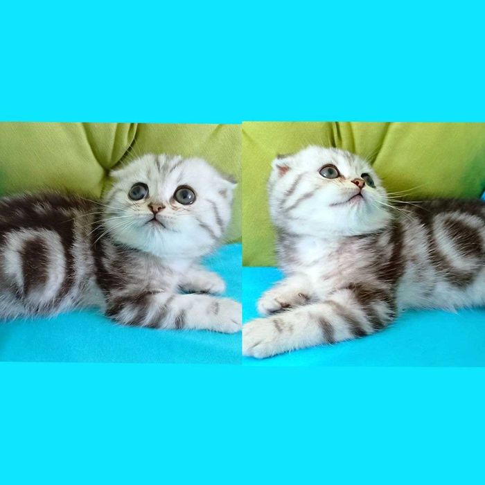 Чарівні кошенята Скоттіш фолд і  Страйт