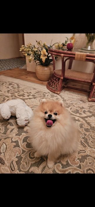 Померанский шпіц