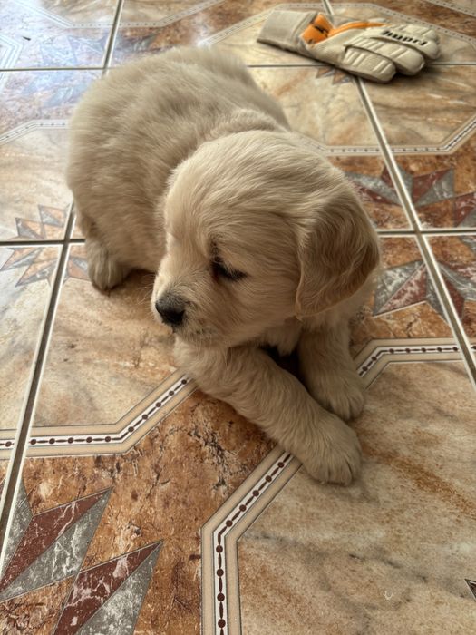 Piekna sunia golden retriever do rezerwacji