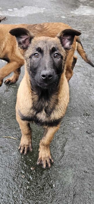 Owczarek Belgijski Malinois