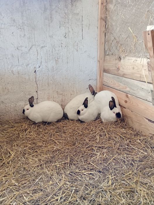 Продам кролі, кроликі