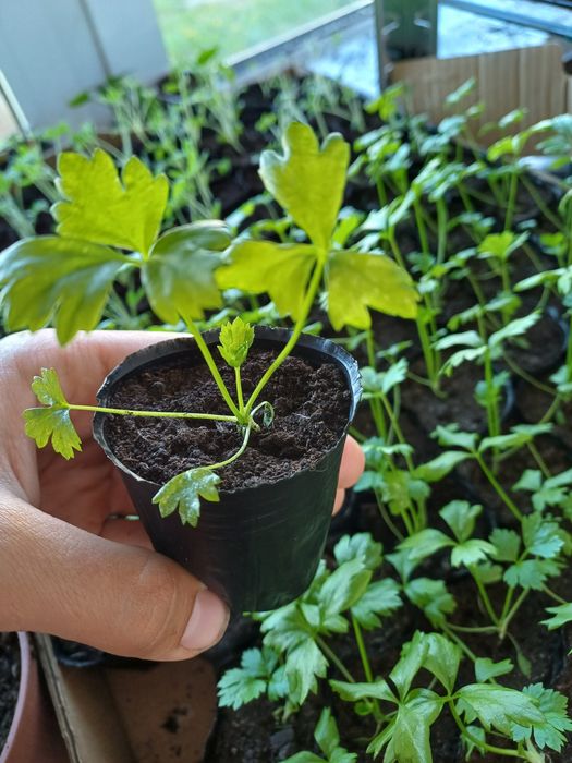 Rozsada warzyw Zapisy na sezon 2026