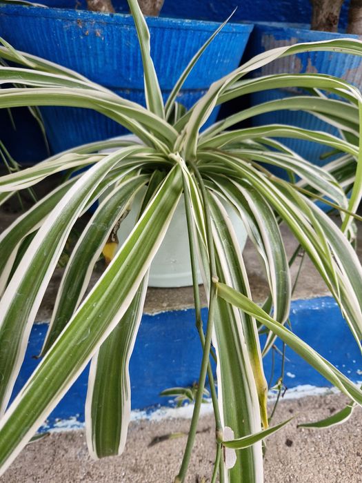 Planta Aranha Chlorophytum