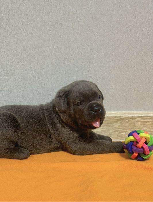 Cane corso для відповідальних господарів !