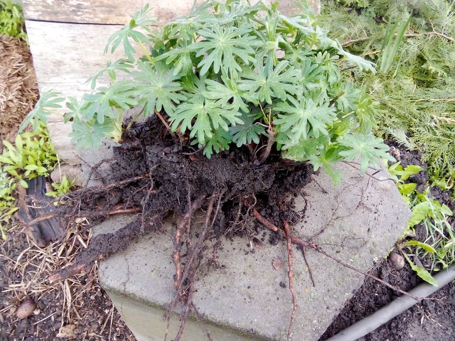 Сантолина, герань садовая - многолетки.