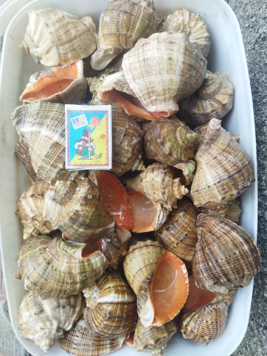 продам ракушки рапана крупные