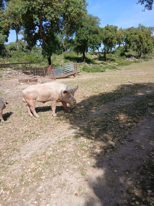 Porco inteiro para venda