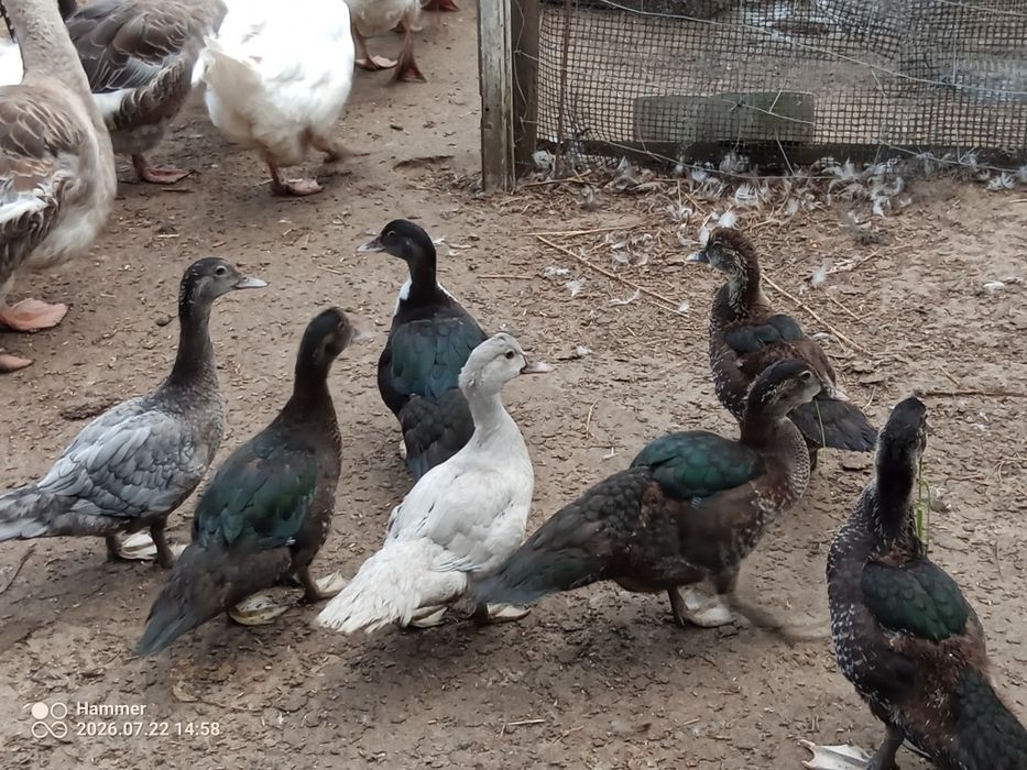 Biegusy/ call duck/ piżmówki