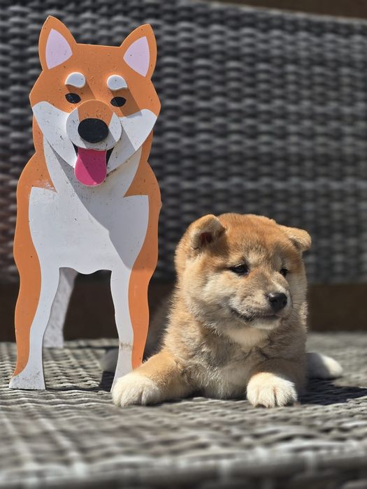 SHIBA INU suczka szczenię z metryką do rezerwacji