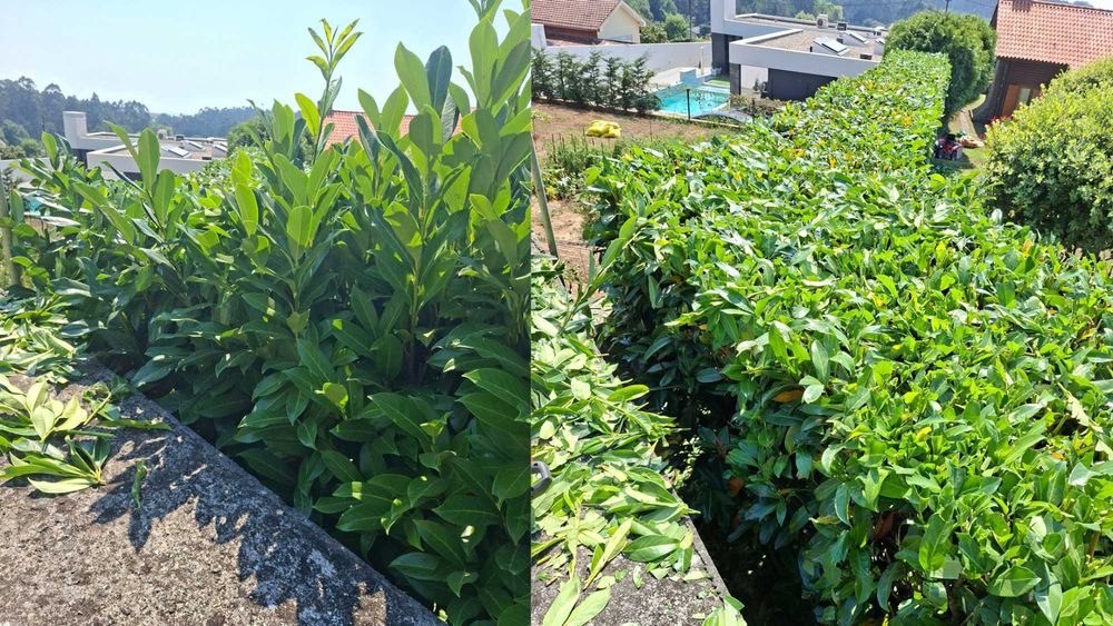 Construção e Manutenção de Jardins em Gaia.