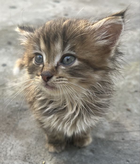 Котята в хорошие руки