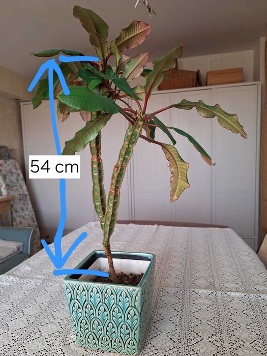Wilczomlecz białounerwiony euphorbia z osłonką lub bez