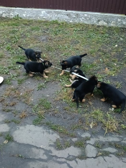 Цуценята німецької вівчарки