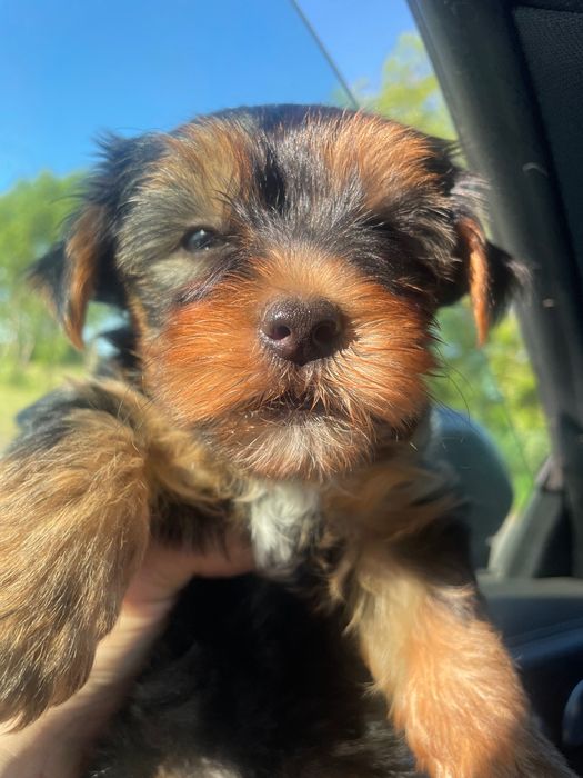 York yorkshire terrier suczka pies dwa szczepienia