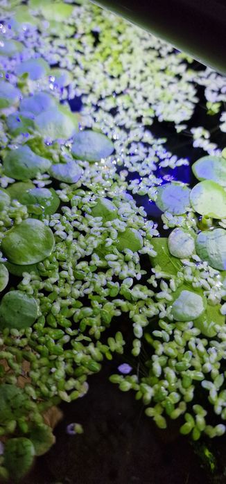 Plantas aquáticas flutuantes