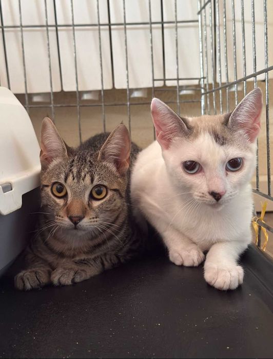 Gatinhos com 6 meses para adoção responsável