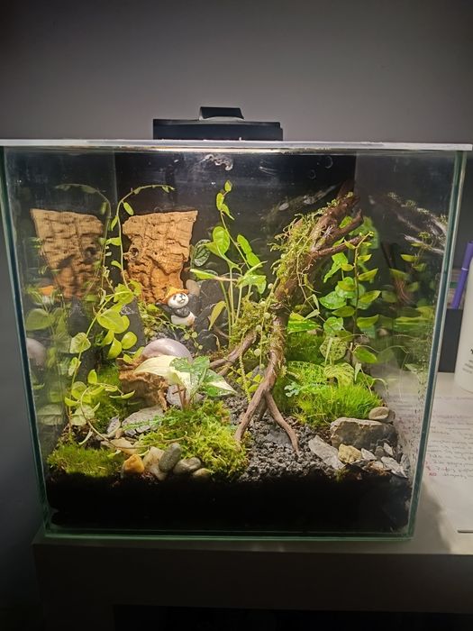 Las w szkle // paludarium // Optiwhite 25x25x25cm
