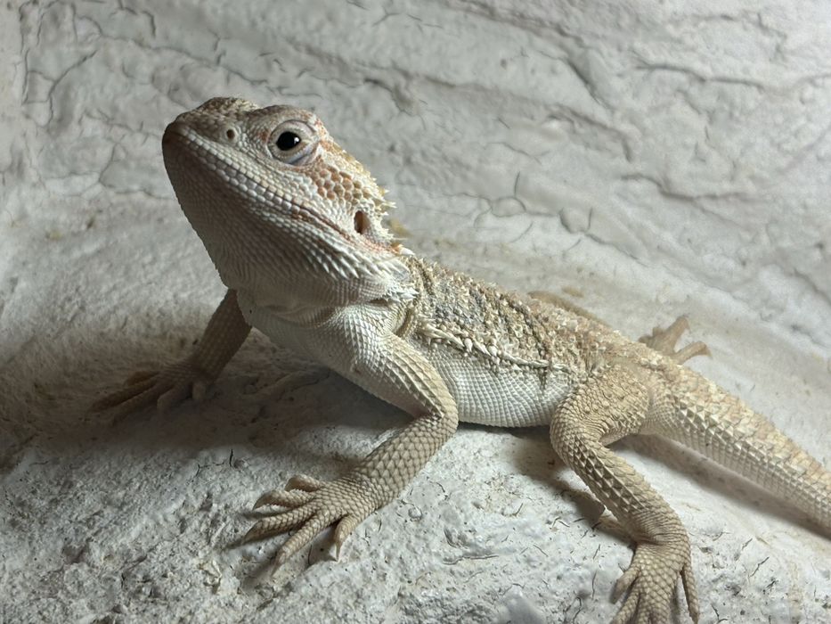 Agama brodata samica