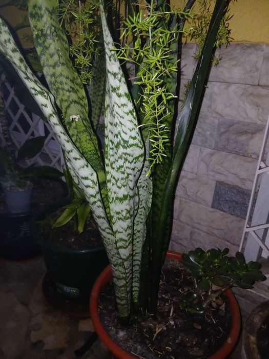 Vendo duas espécies da planta Espada de São Jorge