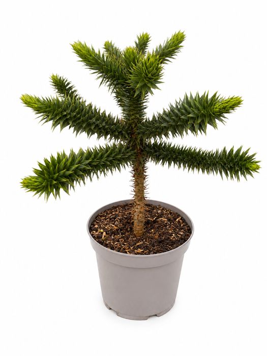 Araukaria chilisjaka 40 cm  małpie drzewo