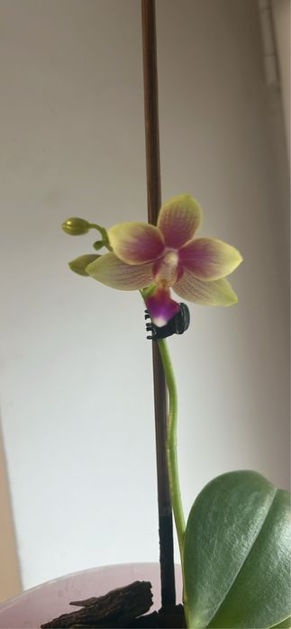 Орхідея. Зараз квітне