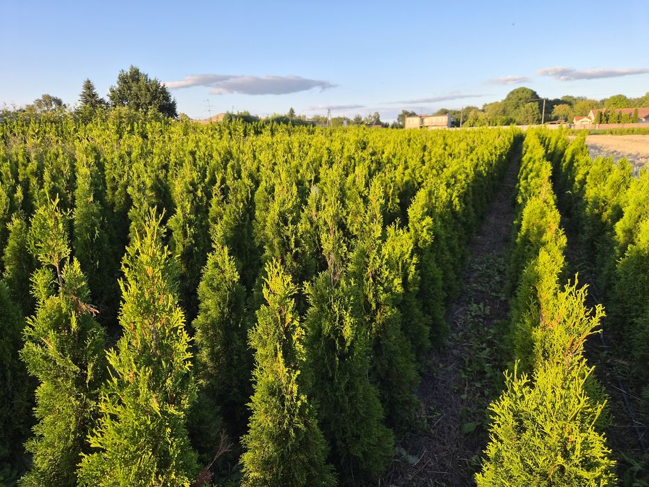 Tuja Thuja Smaragd producent Ogrodnictwo Światowscy