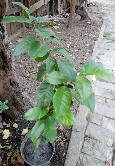 Дерево мандарин (виросло з кісточки)