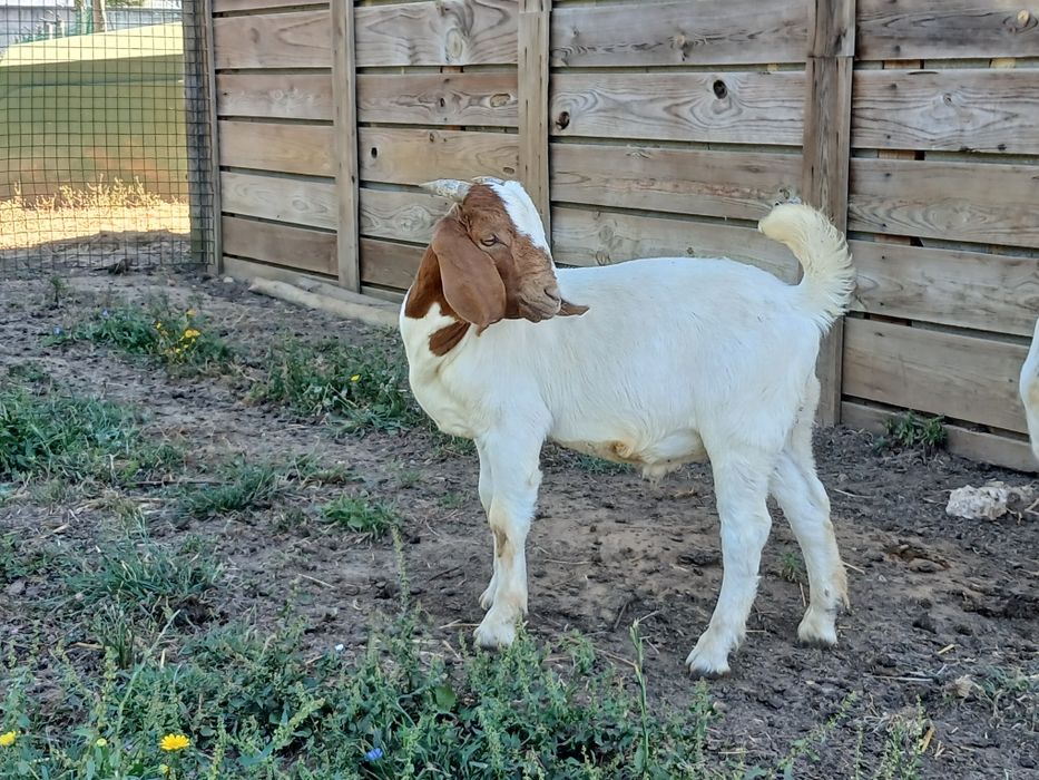 Cabrito Raça Boer