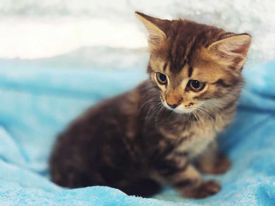 Шикарне кошеня Лялік (2 міс) в пошуках домівки! Кіт, кішка, котик