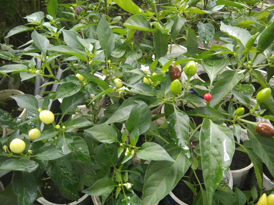 перчик комнатный