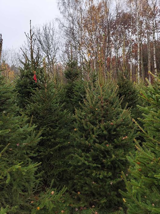 Choinki świerk pospolity - duży wybór