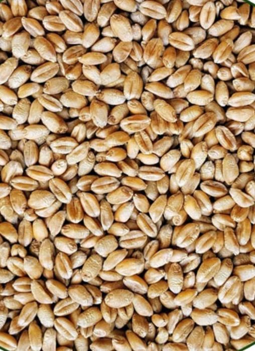 PSZENICA  sprzedam ilości TIROWE/ Rownież workowane