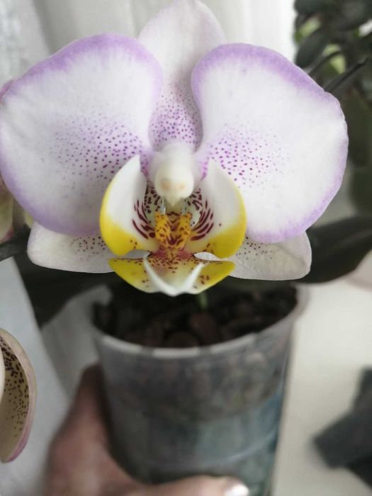 Орхидея Фаленопсис мультифлора Carola (КАРОЛА)