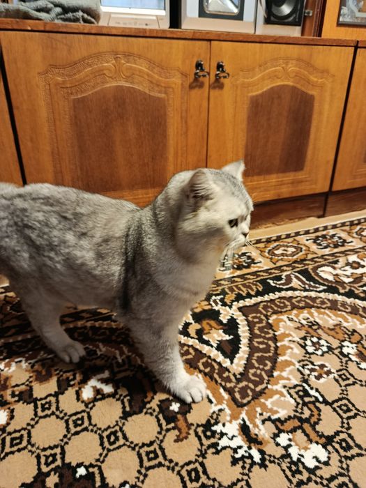 Продам шотландського котика 3,5 місяці