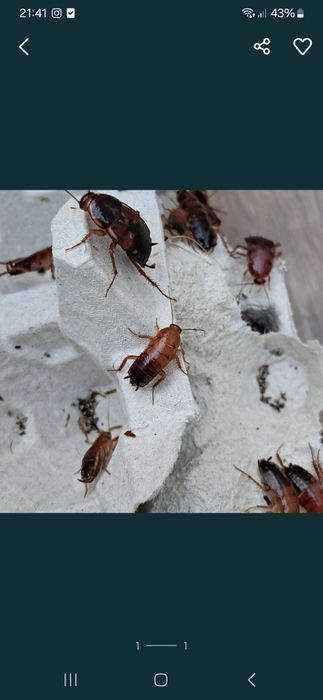 Karaczan turecki karmówka 1-1,5cm 100 sztuk