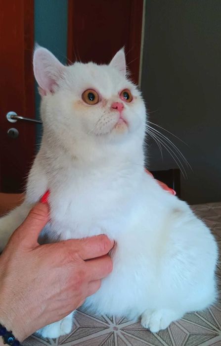 Adoção Responsável: Procura-se um lar para esta gatinha linda!