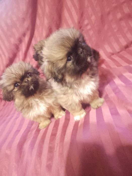 Продаються пекінеси!